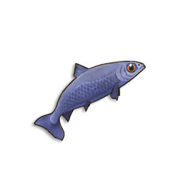 Raw Anchovies
