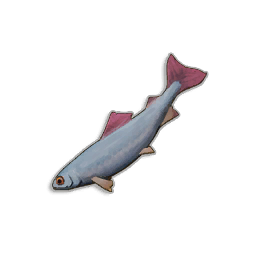 Raw Herring