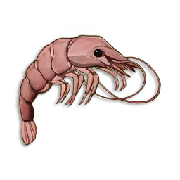Raw Shrimp