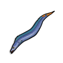 Pristine Beltfish