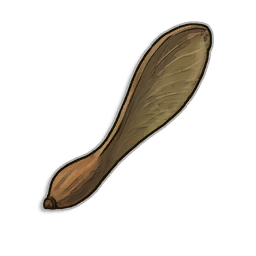 Maple Tree Seed