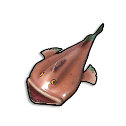 Pristine Monkfish