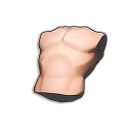 Human torso
