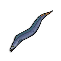 Raw Beltfish