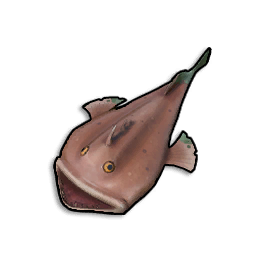 Raw Monkfish